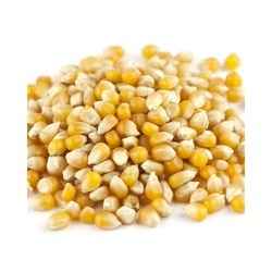 Popcorn Yellow image 0